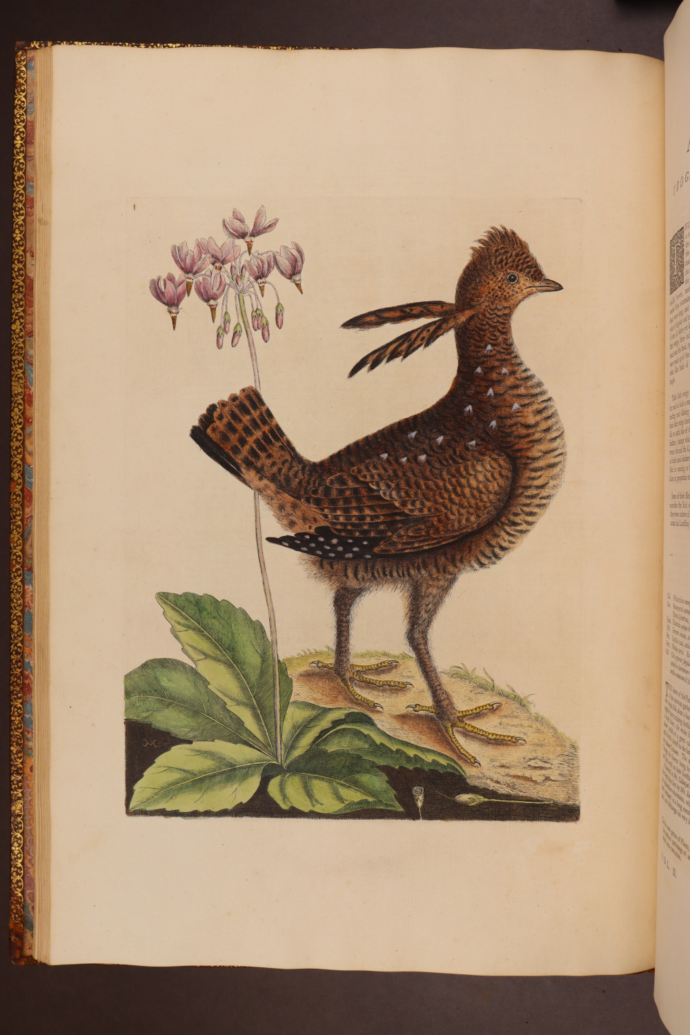 Plate 1